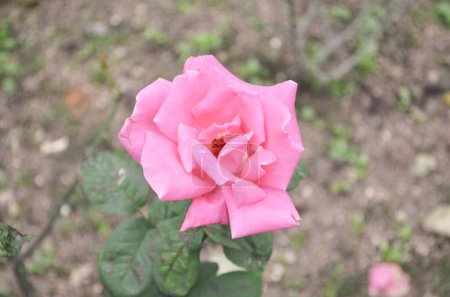 Téléchargez les photos : The pink garden rose, the nature concept - en image libre de droit
