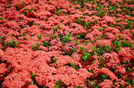 Téléchargez les photos : Une belle fleur rouge Ixora. amour abstrait ou événement de vacances valentine - en image libre de droit