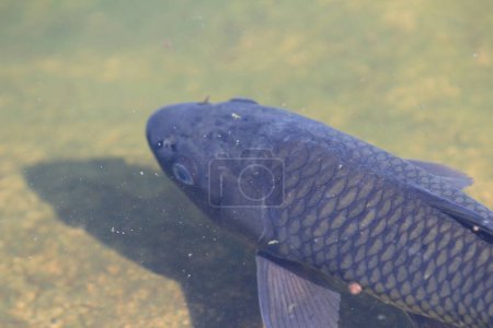 Téléchargez les photos : Les grandes carpes Poisson nageant dans l'étang. - en image libre de droit