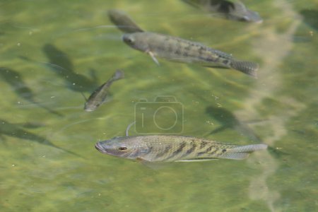 Téléchargez les photos : Les grandes carpes Poisson nageant dans l'étang. - en image libre de droit
