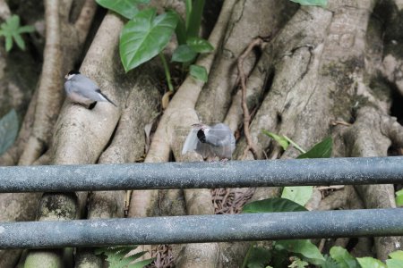 Foto de El pájaro, el gorrión de Java en hong kong park - Imagen libre de derechos