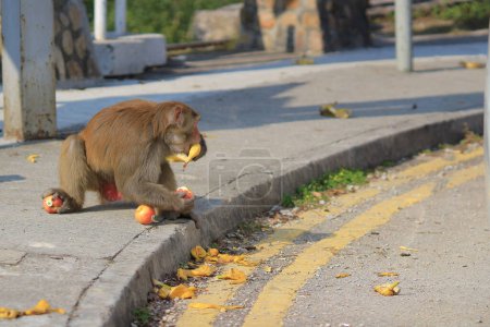 Photo for A Monkey at Kowloon Reservoir hong kong - Royalty Free Image