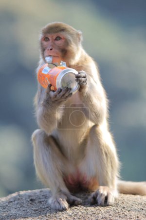 Photo for The monkey in Kam Shan Country Park, Kowloon, Hong Kong - Royalty Free Image