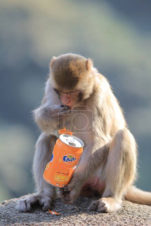 Photo for The monkey in Kam Shan Country Park, Kowloon, Hong Kong - Royalty Free Image