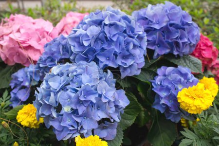 Téléchargez les photos : Têtes pourpres, bleues et roses de fleurs d'hortensia - en image libre de droit