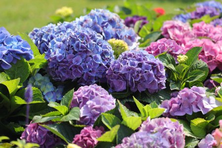 Téléchargez les photos : La couleur jardin hortensia, floraison dans le parc - en image libre de droit