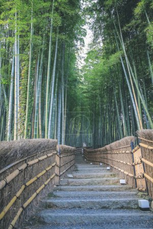Foto de Bosque de bambú en Adashino Nenbutsu-ji Japón, Arashiyama - Imagen libre de derechos