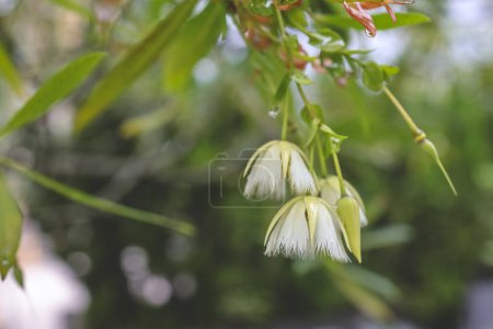 Téléchargez les photos : Branche de fleurs blanches de frêne de bleuet - en image libre de droit