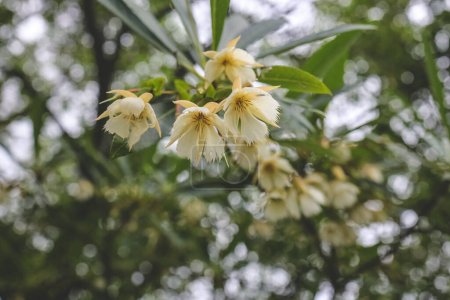 Téléchargez les photos : Branche de fleurs blanches de frêne de bleuet - en image libre de droit