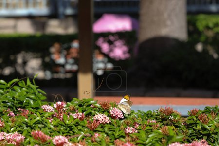 Téléchargez les photos : Le papillon sur la fleur à la nature - en image libre de droit
