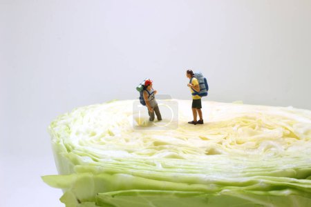 Photo for The hikers with backpacks walks figure on Cabbage - Royalty Free Image