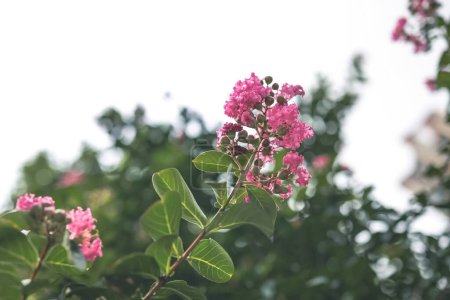 Téléchargez les photos : Scene of gorgeous Crape Myrtle flowers blooming in a garden - en image libre de droit