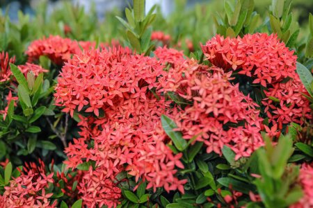 Photo for Image of vibrant red Ixora flowers blooming in a garden - Royalty Free Image