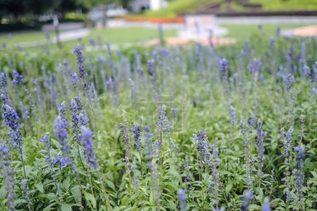 Téléchargez les photos : Blue salvia, Salvia flower in the garden. - en image libre de droit