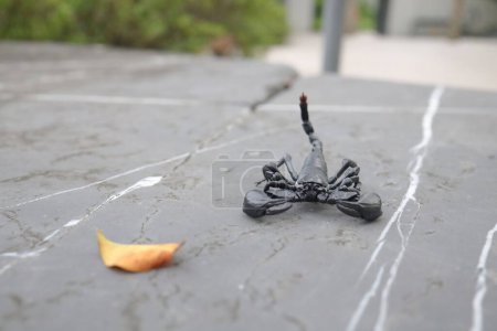 Téléchargez les photos : Detailed and captivating close-up view of scorpion - en image libre de droit