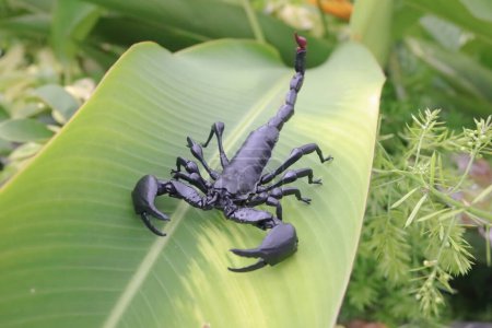 Foto de Detailed and captivating close-up view of scorpion - Imagen libre de derechos
