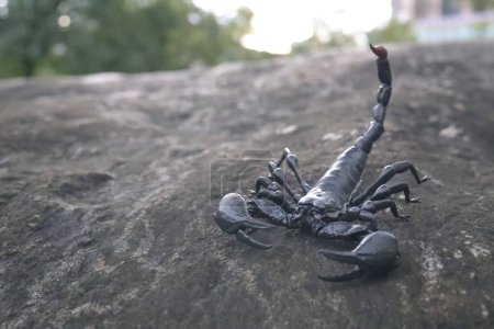 Téléchargez les photos : Detailed and captivating close-up view of scorpion - en image libre de droit