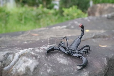 Foto de Detailed and captivating close-up view of scorpion - Imagen libre de derechos
