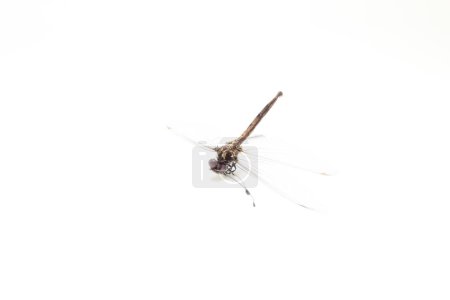 Foto de Los disparos extremos macro, alas de libélula detalle. - Imagen libre de derechos