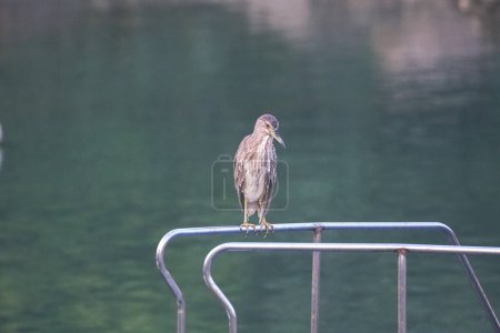Photo for Gray heron in the wilderness at a bay - Royalty Free Image