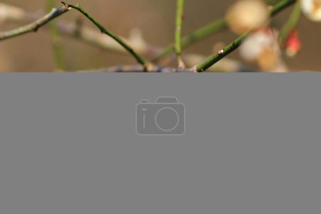 Photo for The Plum blossom or Chinese plum flower, - Royalty Free Image