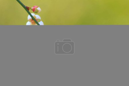 Foto de La Flor de ciruela o la flor de ciruela china, - Imagen libre de derechos