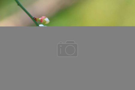 Foto de La Flor de ciruela o la flor de ciruela china, - Imagen libre de derechos