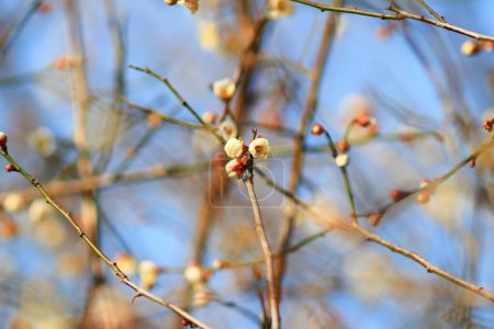 Téléchargez les photos : La fleur de prunier ou fleur de prunier chinoise, - en image libre de droit