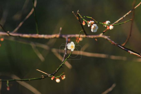 Photo for The Plum blossom or Chinese plum flower, - Royalty Free Image