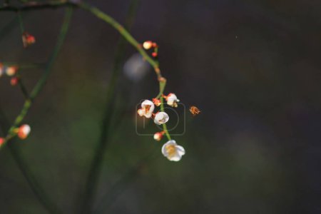 Téléchargez les photos : La fleur de prunier ou fleur de prunier chinoise, - en image libre de droit