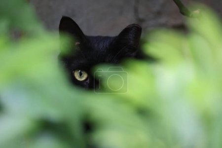 Téléchargez les photos : Un chat noir est isolé fond anature - en image libre de droit