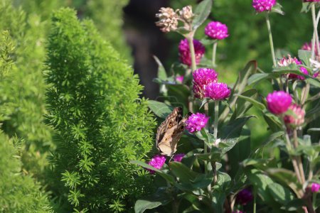 Téléchargez les photos : Papillon coloré volant dans le fond naturel - en image libre de droit