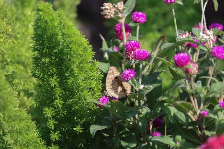 Téléchargez les photos : Papillon coloré volant dans le fond naturel - en image libre de droit