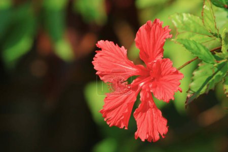 Téléchargez les photos : La Fleur d'Hibiscus, hong kon spring, hk - en image libre de droit