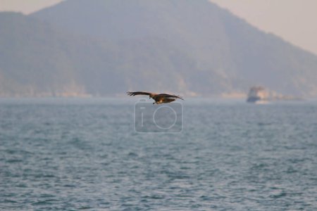 Foto de El Águila de mar en el mar sai kung - Imagen libre de derechos