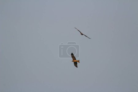 Photo for The Sea Eagle at sai kung sea - Royalty Free Image
