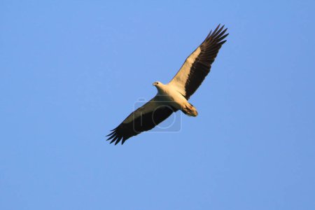 Photo for The Sea Eagle at sai kung sea - Royalty Free Image