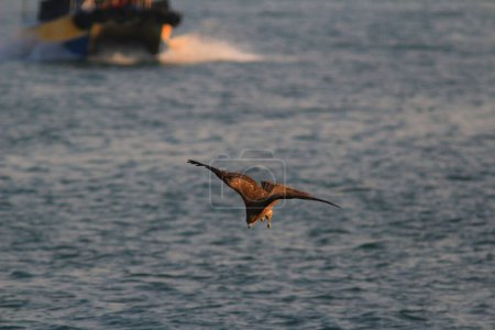 Téléchargez les photos : L'Aigle de mer à sai kung mer - en image libre de droit