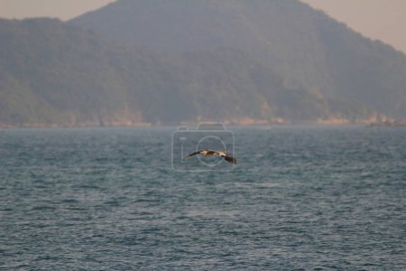 Téléchargez les photos : L'Aigle de mer à sai kung mer - en image libre de droit