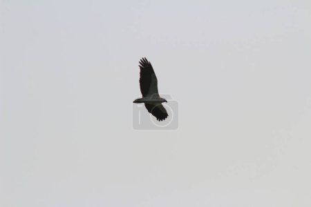 Téléchargez les photos : L'aigle au sai kung en hiver - en image libre de droit