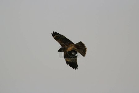 Foto de El águila en sai kung en invierno - Imagen libre de derechos