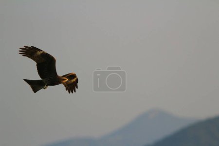 Téléchargez les photos : L'aigle au sai kung en hiver - en image libre de droit