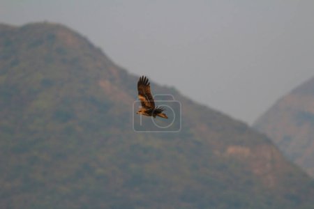 Foto de El águila en sai kung en invierno - Imagen libre de derechos