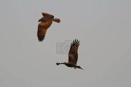 Photo for The eagle at sai kung at winter - Royalty Free Image