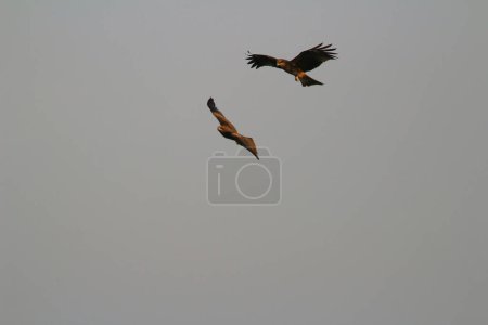 Photo for The eagle at sai kung at winter - Royalty Free Image