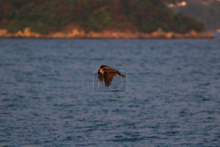 Foto de El Águila marina de caza en sai kung - Imagen libre de derechos