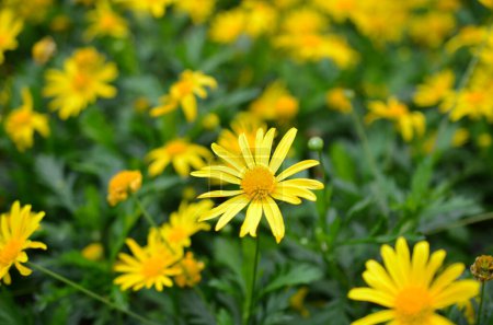 Photo for A Chrysanthemum Splendor, Nature's Floral Elegance - Royalty Free Image