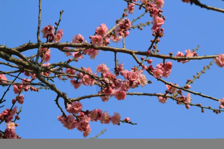 Photo for The flower at spring, Cherry spring blossom - Royalty Free Image