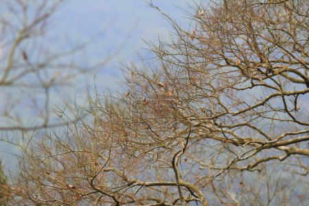 Téléchargez les photos : Branches avec écorce foncée fissurée à la nature - en image libre de droit