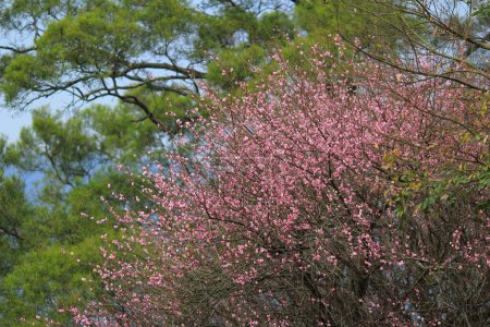 Téléchargez les photos : Fleurs de sukura de fleur rose un jour de printemps - en image libre de droit